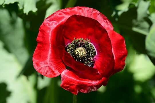 Vibrant red poppy flower in full bloom with lush green leaves in the background.