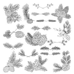 Botanical forest line drawing illustration, hand drawn fir cones, pinecones, spruce and pine branches, floral decorative elements, vector outline set