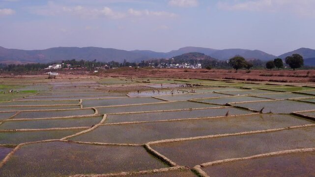 landscape in the countryside peddy field 