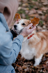 In the image, a person is gently petting a small, fluffy dog in a wooded area. 