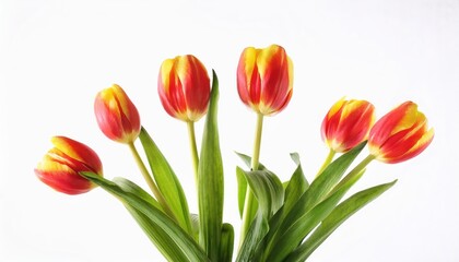 Obraz premium Bright Spring Tulips for International Women's Day. Celebrate 8 March with Vibrant Red and Yellow Blooms, Perfect for Greeting Cards, Floral Designs, and Seasonal Decor Inspiration