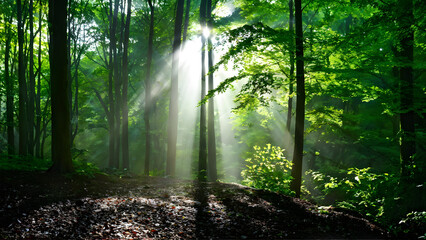 Fototapeta premium sun rays through the forest