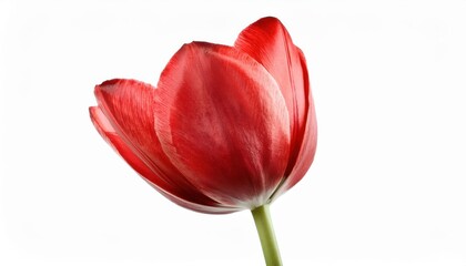 Vibrant Red Tulip Close-Up. Symbol of Spring and Renewal, Perfect for Women's Day Celebrations, Nature Inspired Designs, Greeting Cards, or Floral-Themed Home D&eacute;cor Inspiration