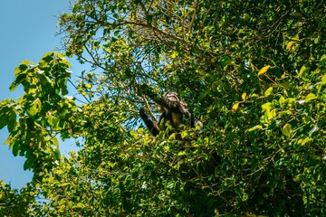 Monkey in a Lush Green Tree
