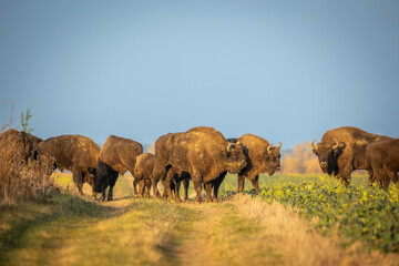Fototapeta premium Mammals - wild nature European bison ( Bison bonasus ) Wisent herd standing on field North Eastern part of Poland, Europe Knyszynska Primeval Forest sundown evening photography