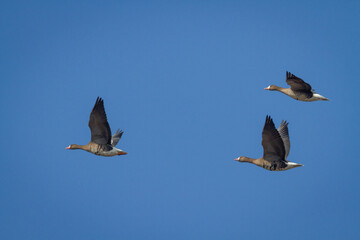 Fototapeta premium Bird goose - Anser albifrons White-fronted Goose migratory bird flying on blue sky in Poland Europe, spring time migration
