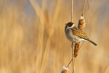 Bird male Reed Bunting Emberiza schoeniclus, spring time, Poland Europe singing bird reed bed by the pond