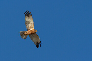 Flying Birds of prey Marsh harrier Circus aeruginosus, hunting time Poland Europe flying bird on blue sky