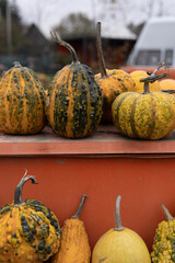 pumpkins and gourds
