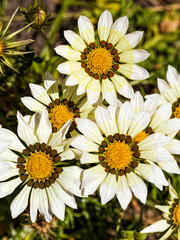 Obraz premium Gazania blossoms in flower bed