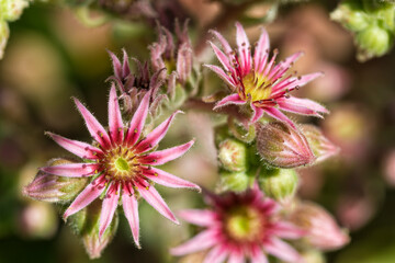 Obraz premium Flowering mountain houseleek