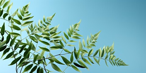 Obraz premium green leaves on blue sky