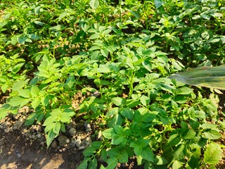 green leaves background
