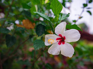 walk in Perdana Botanical Garden, Lush greenery and exotic plants in the Kuala Lumpur Botanical Garden, offering serene escape into nature with vibrant flowers, towering trees, and tranquil paths.