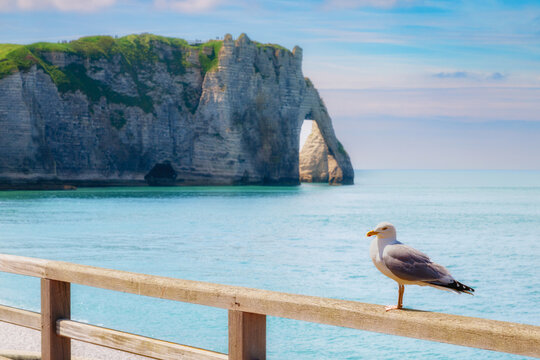 eine M&ouml;we steht vor dem weithin bekannten Kalkfelsen in  &Eacute;tretat,  Falaise d&lsquo;Aval, Etretat, Normandie, Frankreich