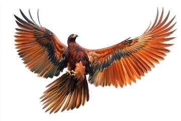 Obraz premium Majestic hawk in flight natural habitat wildlife photography open sky close-up freedom concept, isolated on a white background.