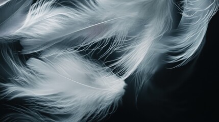 Obraz premium Delicate white feathers floating against a dark background.