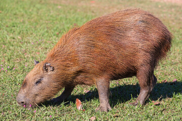 Capybara