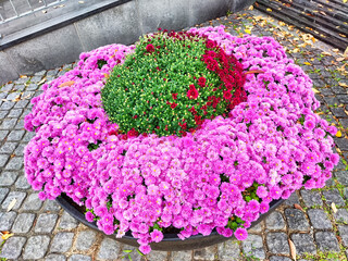 Colorful flower arrangement in a public square showcasing vibrant blooms during autumn