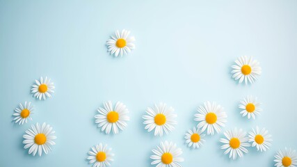 Fototapeta premium Delicate white daisies scattered on a pastel blue background, creating a serene and calming floral arrangement.