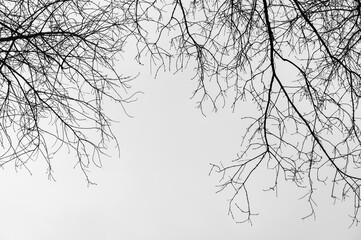 Tree black branch isolated on white. Black and white trees silhouettes on sky background. Bare branches trees in winter. Forest pattern texture. Halloween concept.