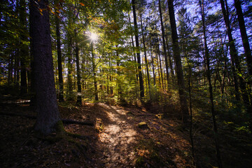 Fototapeta premium Gegenlichtaufnahme des Premiumwanderwegs Felsenpfade bei Kirkel, Saarland