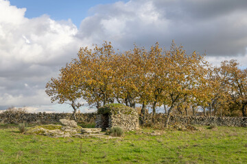 Antigua choza de pastores entre robles en Lumbrales (Salamanca)
