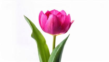 Fototapeta premium Radiant Pink Tulip on White. Symbol of Elegance, Renewal, and Feminine Grace. Perfect for International Women's Day, Mother's Day, and Celebrating Love, Spring, or New Beginnings