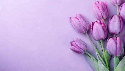 Obraz premium Elegant Purple Tulips on Lavender Background. Perfect for International Women’s Day, Spring Celebrations, Mother’s Day, or Floral Themed Invitations and Aesthetic Décor Ideas