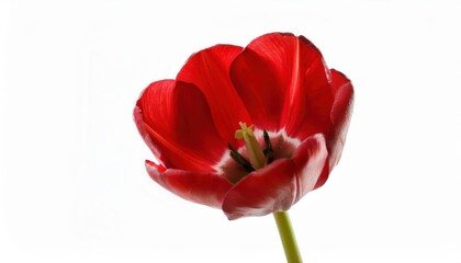 Vivid Red Tulip. Stunning Symbol of Love, Strength, and Renewal for International Women's Day, Valentine's Day, and Spring Celebrations. The Perfect Floral Gesture of Elegance and Appreciation