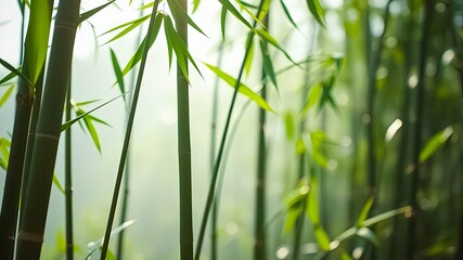 Sunlit Bamboo Grove A Serene Natural Scene of Verdant Stalks and Lush Foliage