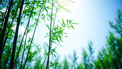 Naklejka premium Lush green bamboo stalks reaching towards a bright summer sky, vibrant foliage contrasting against a clear blue backdrop