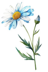 Vibrant Shasta Daisy flower illustration with lush green leaves, watercolor art, perfect for botanical design or floral art projects