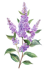 Beautiful Spirea flower illustration with lush green leaves, perfect for nature-themed projects and decor, watercolor art