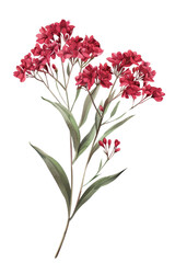 Vibrant Statice flower illustration with lush green leaves, watercolor art, perfect for botanical design or floral art projects