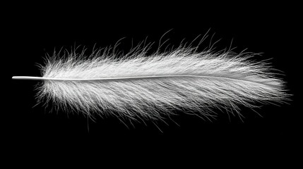 Obraz premium A white feather lies flat against a black background, highlighting its soft, fluffy texture and finely detailed structure. The contrast accentuates its elegance and beauty