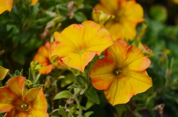 Orange little petunia - perfect for garden.