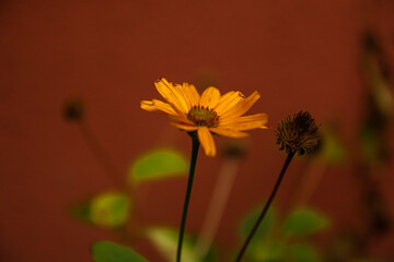 yellow flower in the garden