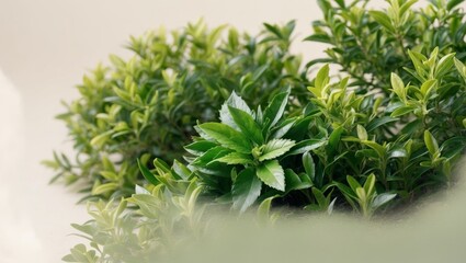 Fototapeta premium Fresh Green Tea Leaves on Vibrant Bushes.