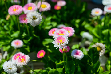 Obraz premium Bellis perennis in the garden.