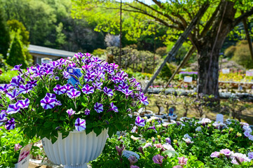 Tokyo, Japan - APR 15, 2024: Morning glory potted plant in the garden.