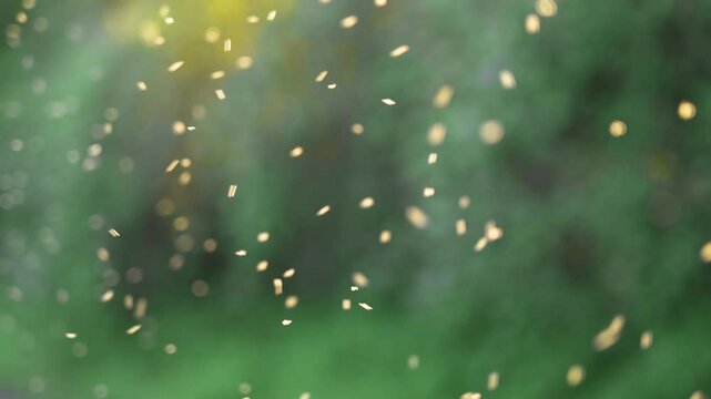 Tiny midges insects swirl and fly in the evening sunlight of green forest. Chaotic motion contrasts with stillness of untouched greenery
