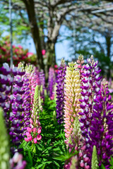 Obraz premium Lupinus polyphyllus in the garden.