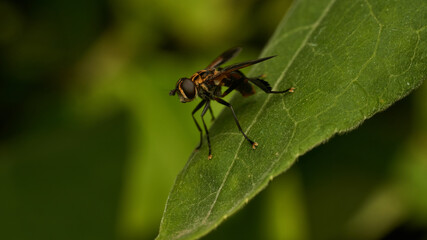 Fototapeta premium Yellow and Black Hoverfly on Green Leaf