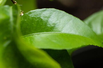 Vibrant green leaf showing detailed texture and veins