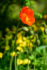 Obraz premium Corn poppy flowers in the garden.