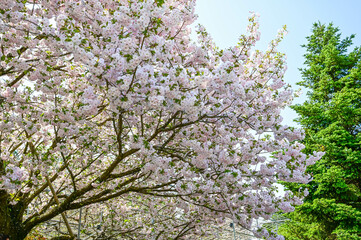 Cherry blossom tree in Ashikaga Flower Park.