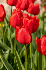 Fototapeta premium Red fringed tulips blooming in spring garden