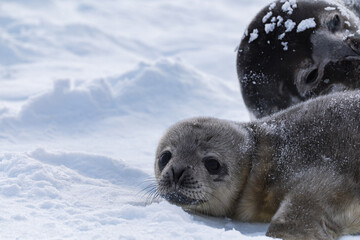 Weddell Seal pup, newborn Weddell seal, Antarctica (Leptonychotes weddellii)