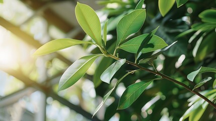 Obraz premium Eco-friendly hydroponic greenhouse for sustainable gardening in sunlit environments